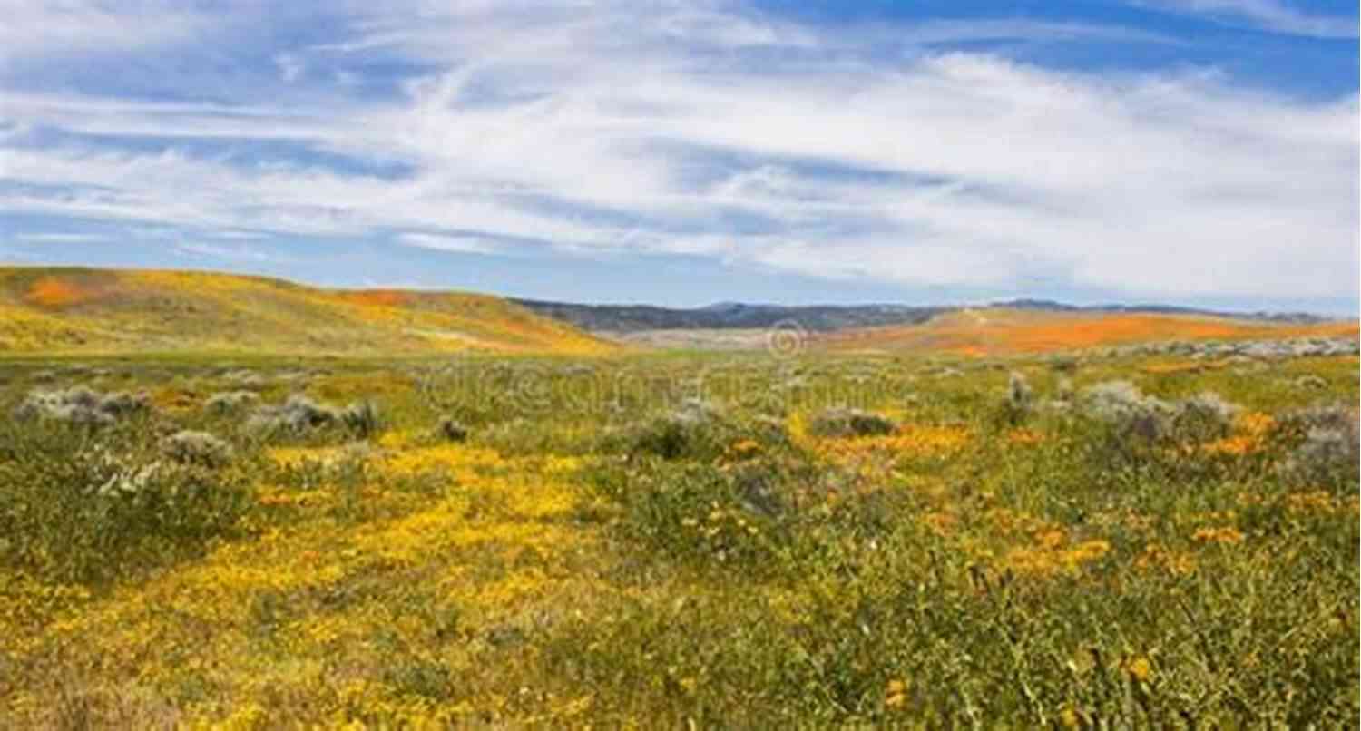 A Breathtaking Landscape With Rolling Hills, Vibrant Wildflowers, And A Clear Blue Sky Just Jem (Jayne S Nature (e Text Editions))