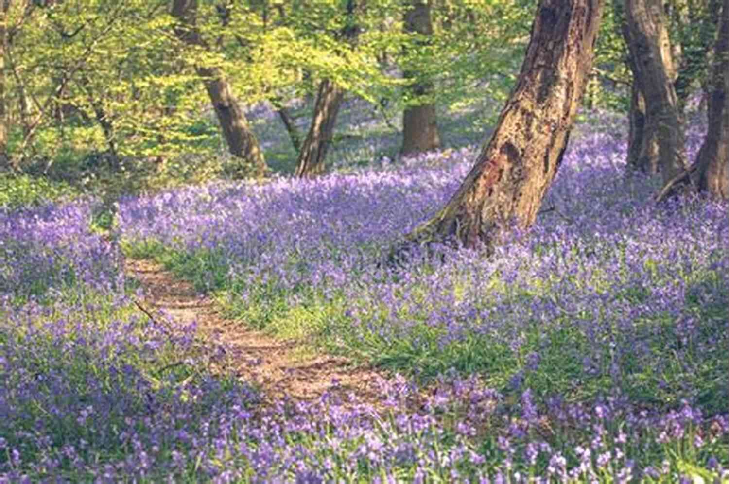 A Carpet Of Bluebell Flowers In A Woodland, Their Graceful Bell Shaped Blossoms Radiating A Peaceful Aura Bluebells: Poetry From The Soul