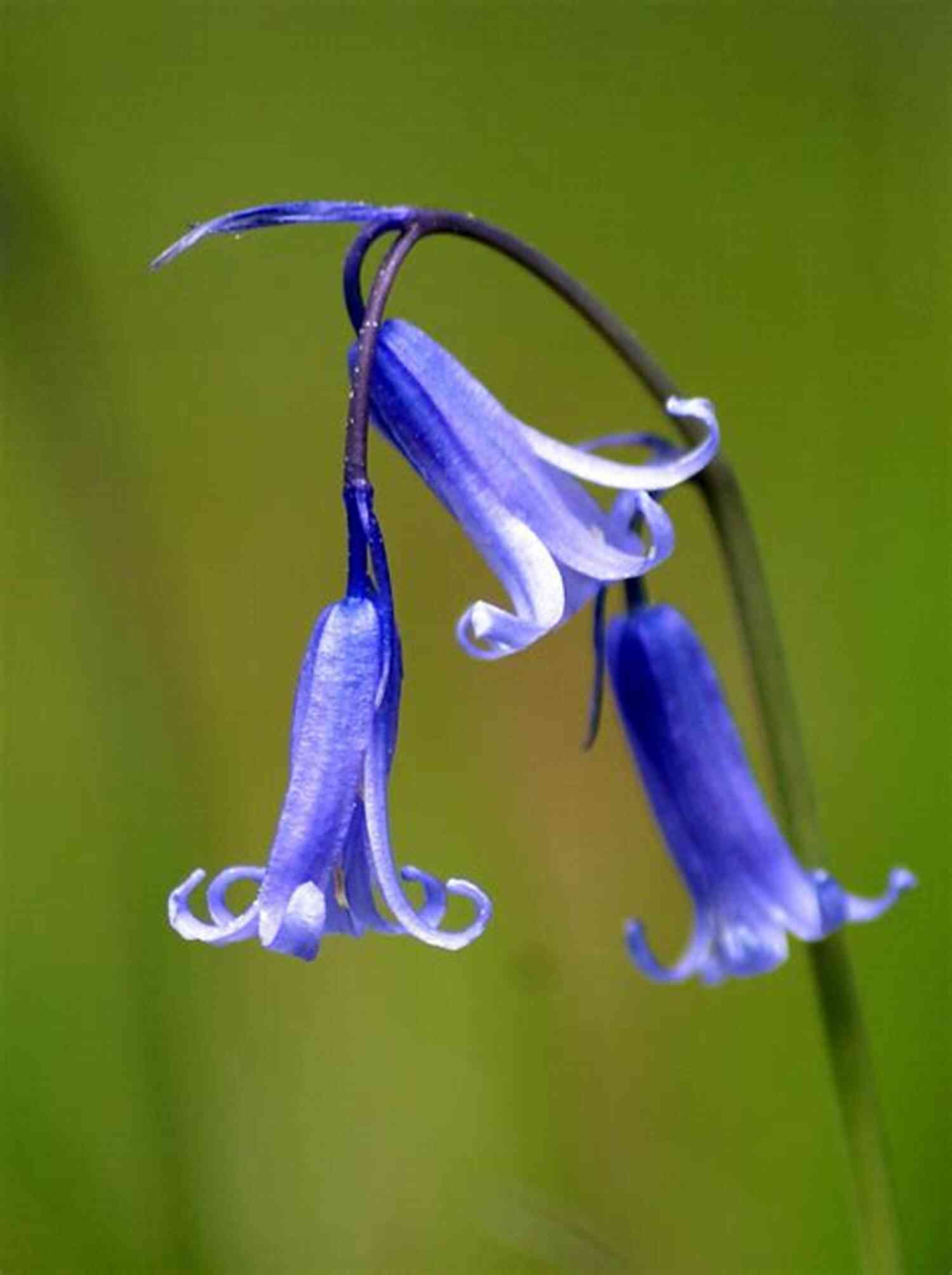 A Close Up Of A Single Bluebell, Its Deep Blue Purple Color Contrasting With The Lush Greenery Of The Forest Bluebells: Poetry From The Soul