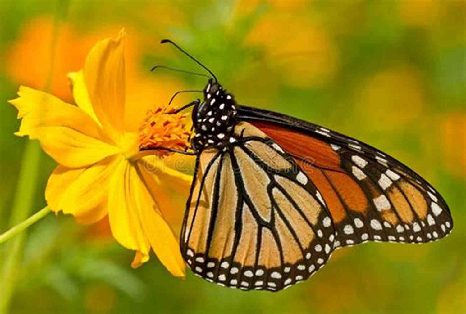 A Close Up View Of A Vibrant Butterfly Perched On A Flower And So Ad Infinitum (The Life Of The Insects) An Entomological Review In Three Acts A Prologue And An Epilogue