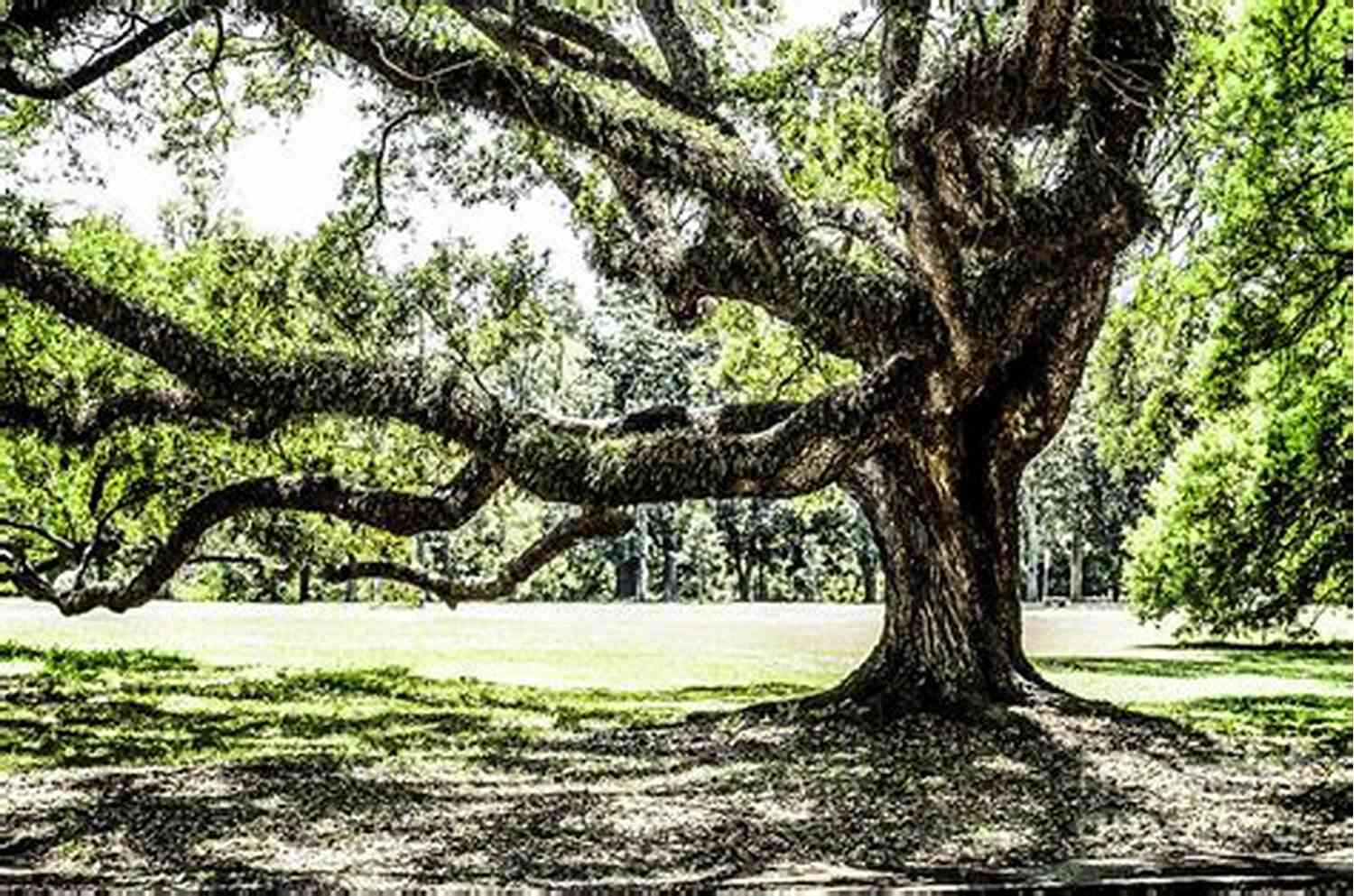 A Majestic Oak Tree Standing Tall In A Field Of Wildflowers Romantic Things: A Tree A Rock A Cloud