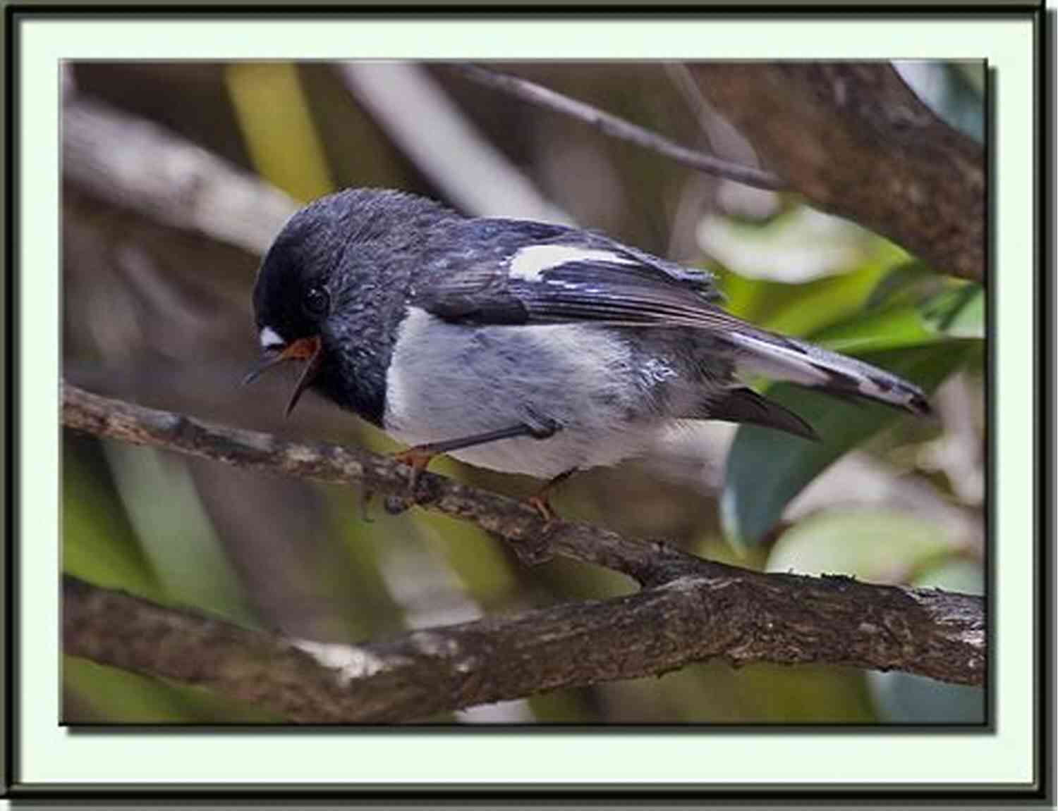 Ben, The Energetic Member Of The Flycatcher Family, Catching Flies In The Wild Let S Meet Ben : From The Flycatcher Family