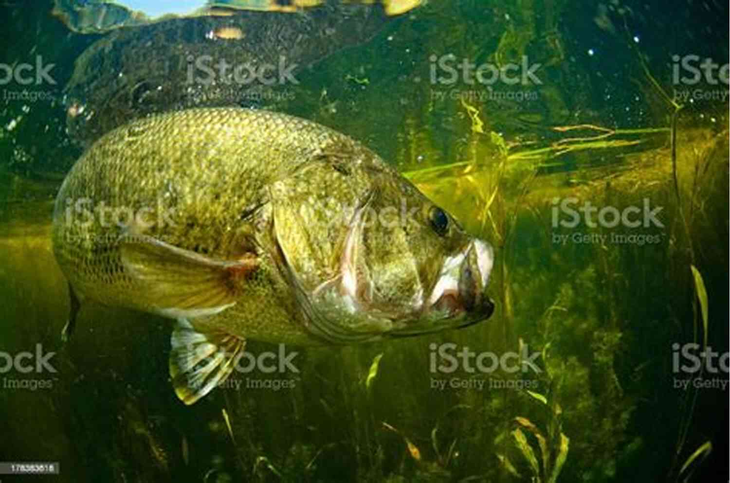Black Bass Swimming In Clear Water Black BassWhere To Catch Them In Quantity Within An Hours Ride From New York
