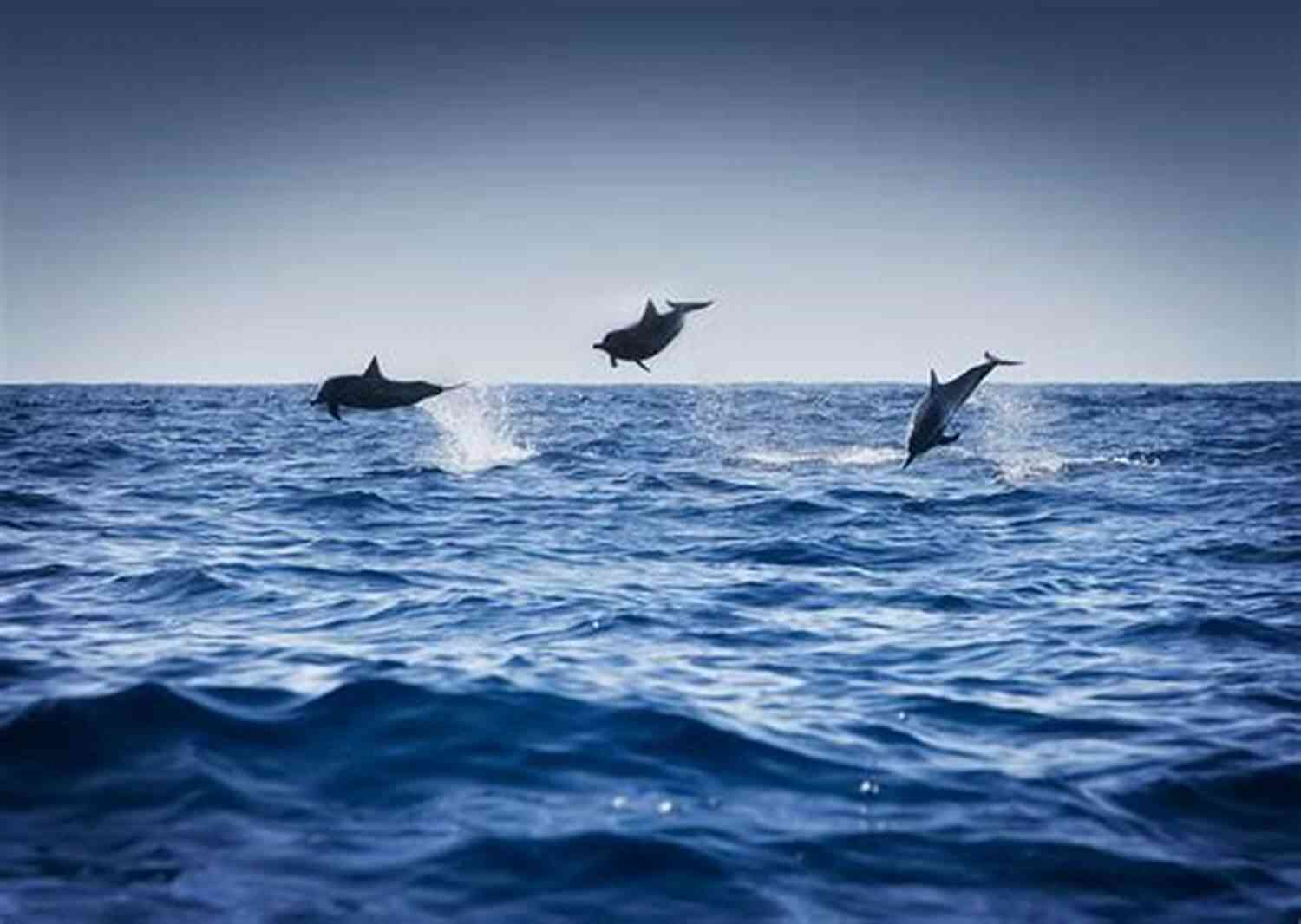 Dolphins Playing In The Ocean The Dolphins Of Pern Anne McCaffrey