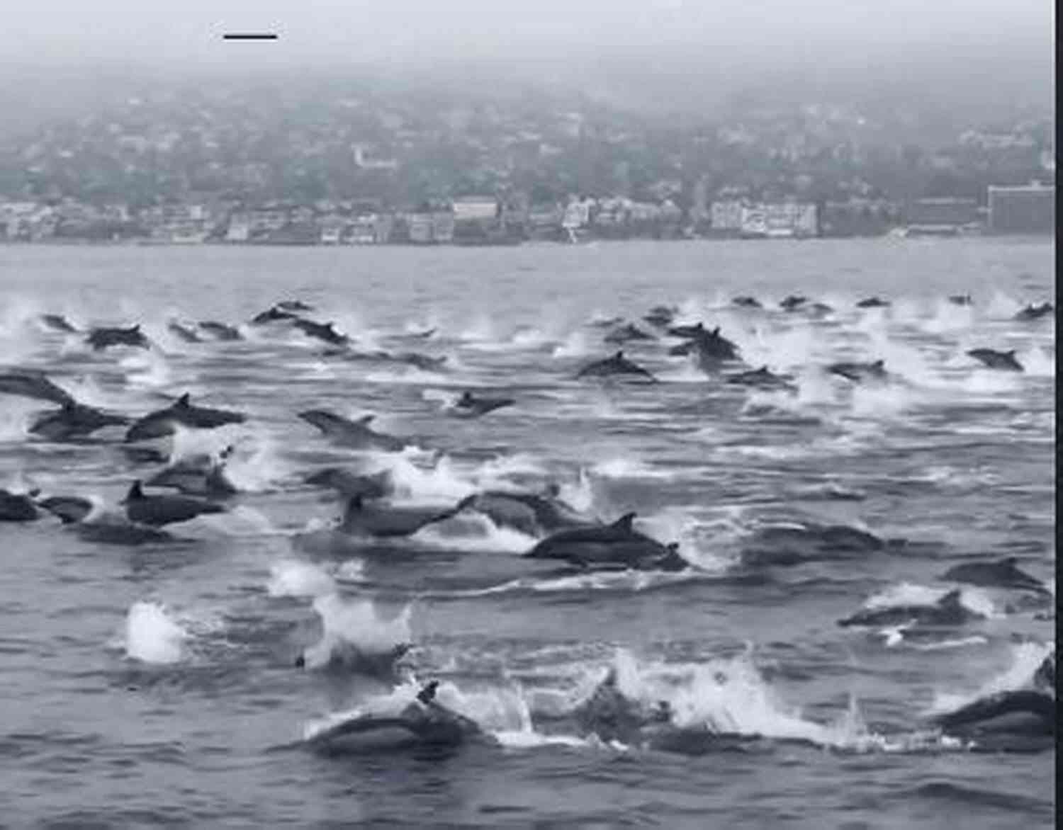 John Pearce 13 Encountering Majestic Dolphins Alongside His Vessel A Treacherous Coast (John Pearce 13)