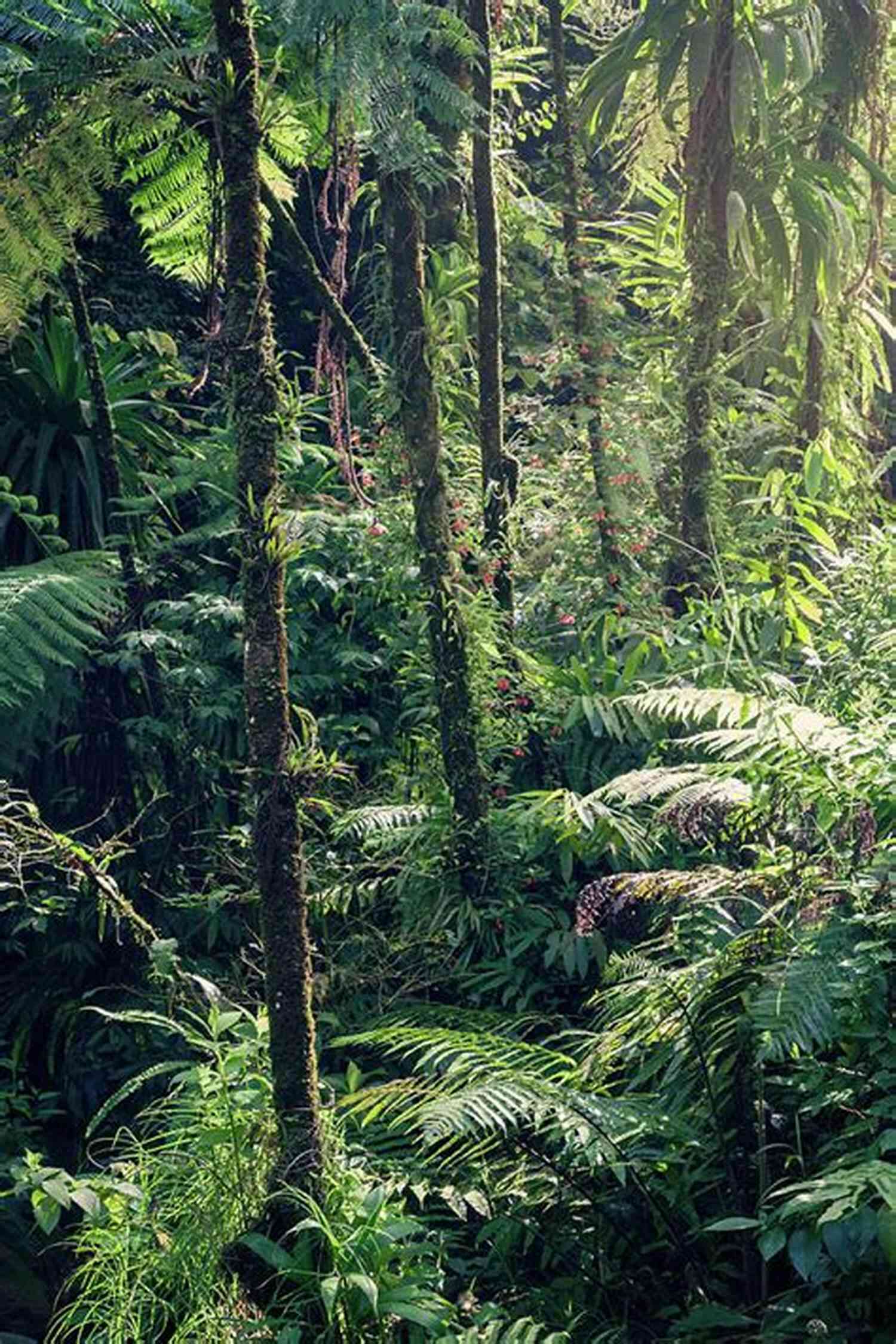 Lush Rainforest In The Caribbean The Trip Of A Lifetime (Caribbean 4)