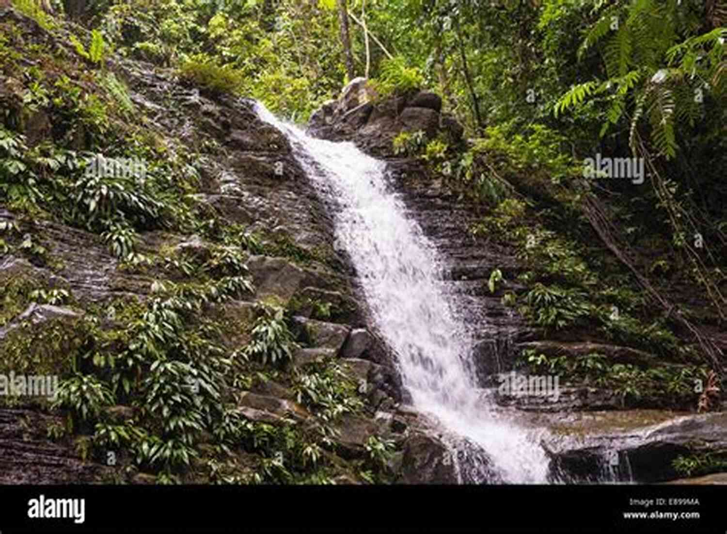 Majestic Waterfall Surrounded By A Dense Forest Right In Front Of Us: Ordained From The Beginning