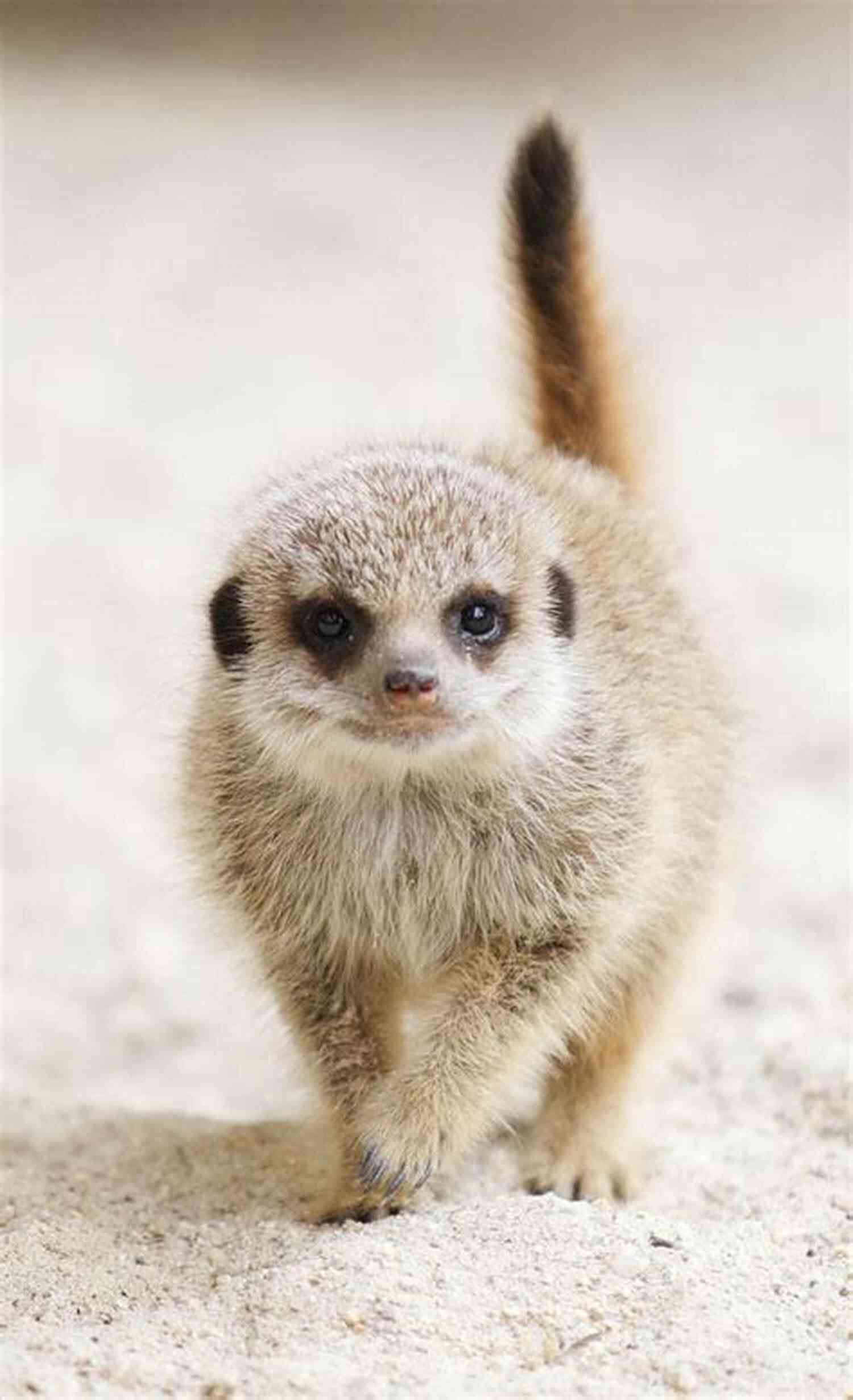 Meerkat Family Mommy Can We Get A Meerkat