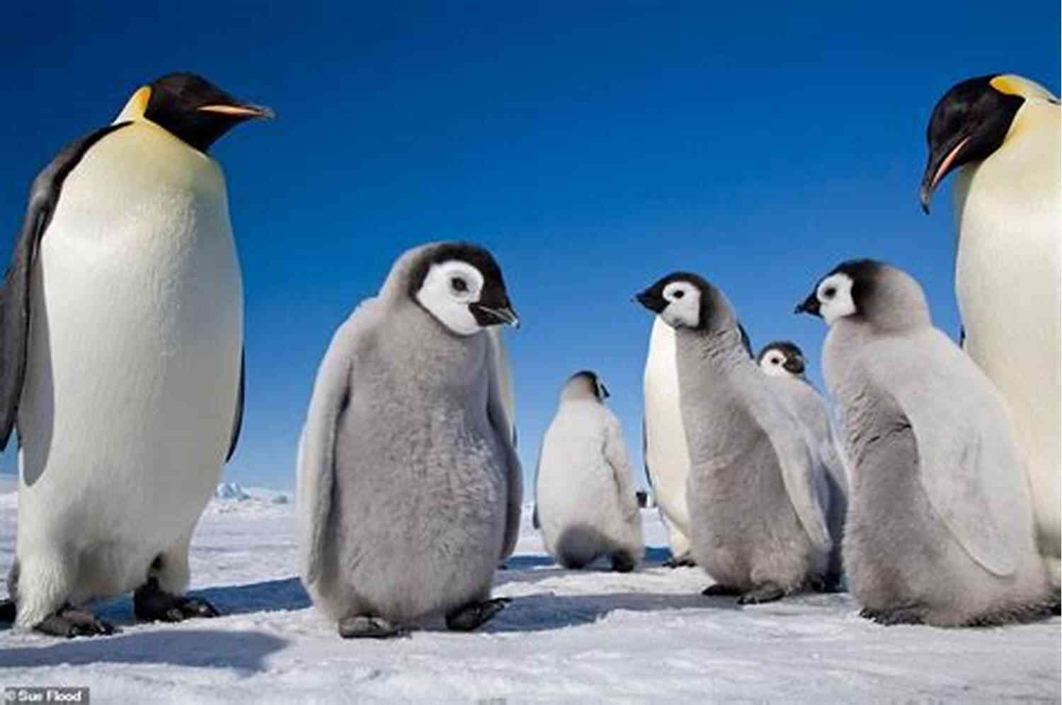 Penguins In Their Natural Habitat The Demon S Mistress: A Penguin ESpecial From NAL (The Company Of Rogues 6)