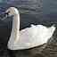 T L Swan