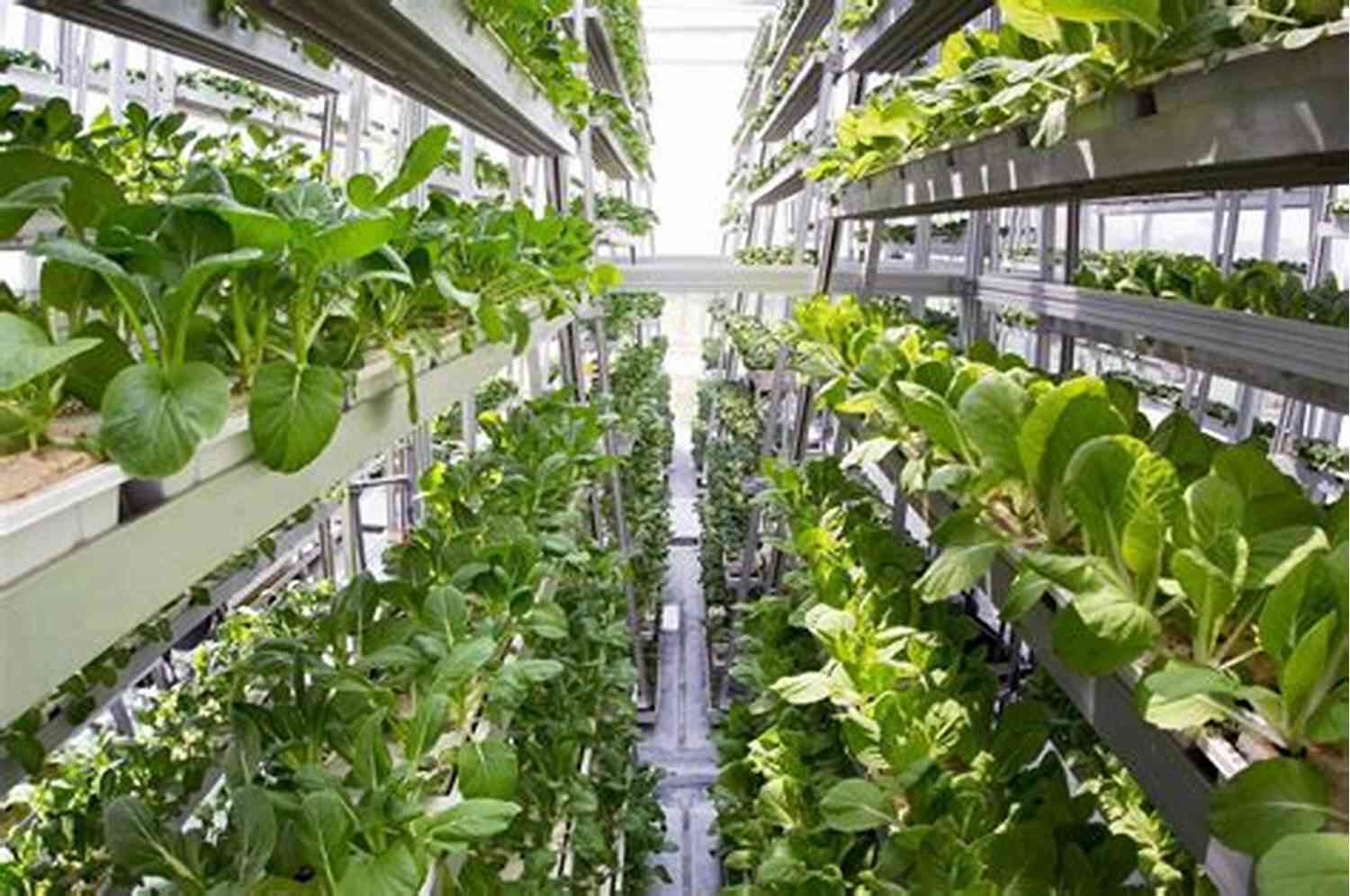 Various Crops Grown In A Vertical Farm How To Make Money Vertical Farming : A Business Model On Its Way Up
