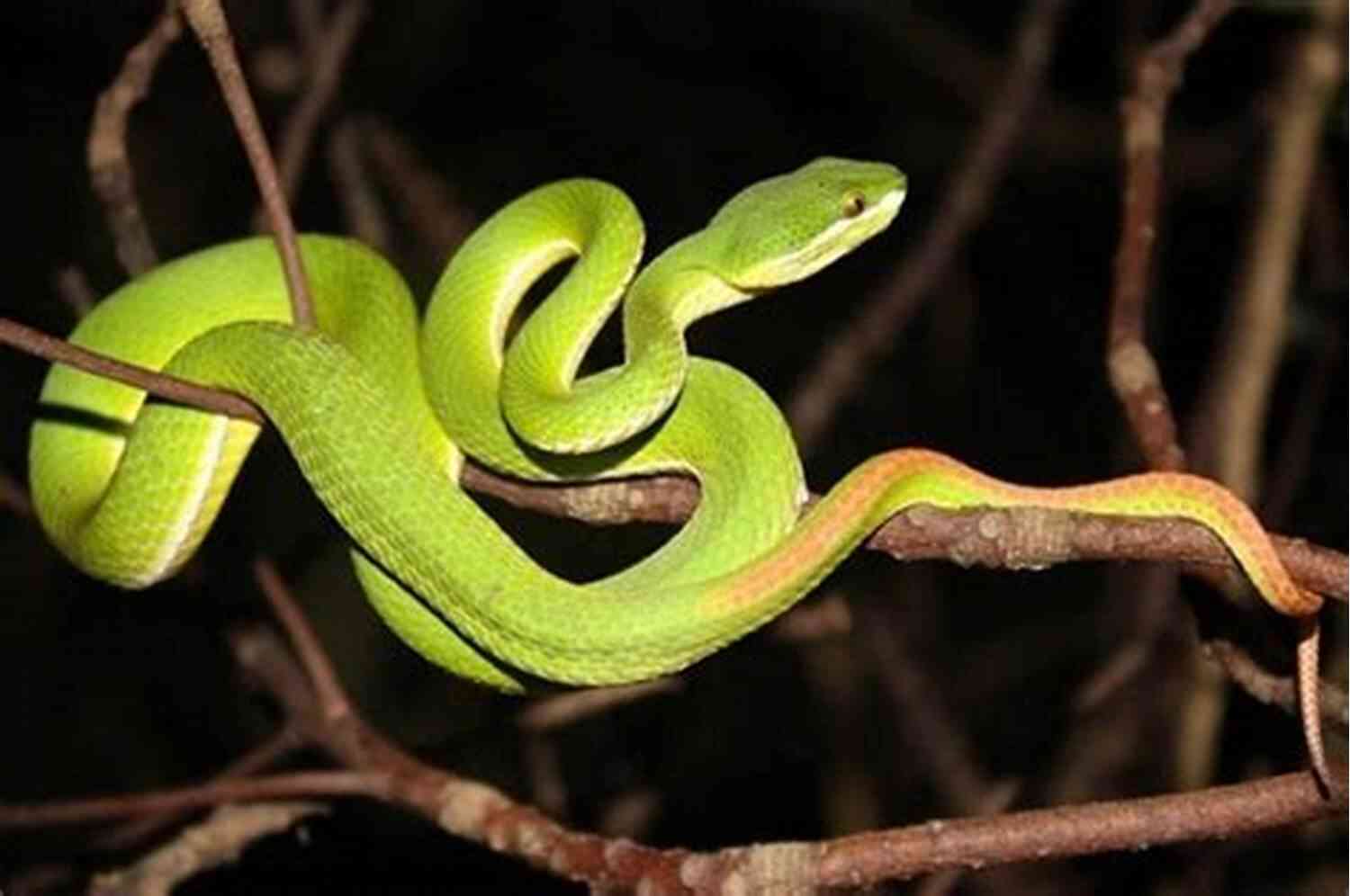 Venomous Snakes In The Vietnamese Jungle Overrun: Jungle Warfare In Vietnam (No Safe Spaces)